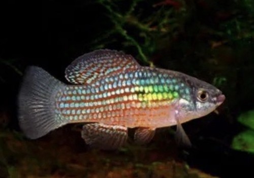 One pair flag fish - pair,