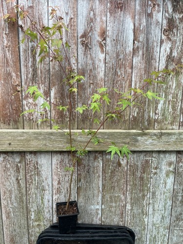 Green japanese maple - maple, acer