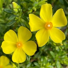 Halimium libanotis Wooly Rock