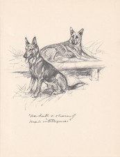1936 GERMAN SHEPHERD DOG Print - Antique - Vernon Stokes - 11 x 8.4 Inches