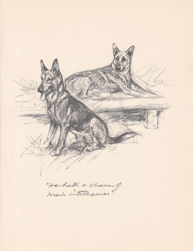 1936 german shepherd - 1936,