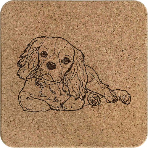 Cavalier king charles - 'cavalier,