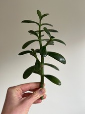 Crassula Ovata Jade Plant