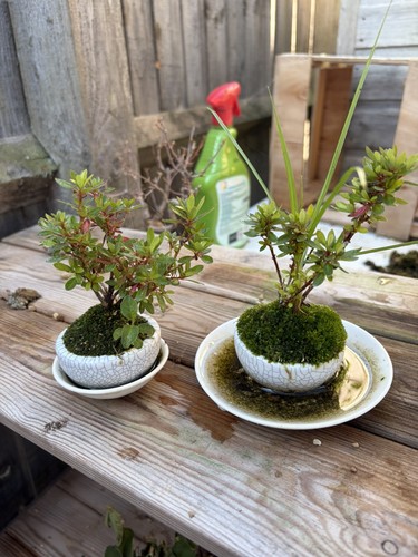 Japanese satsuki azalea bonsai - japanese,