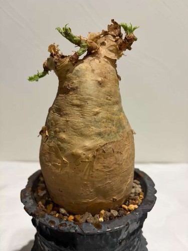 Rare live house - rare, plant