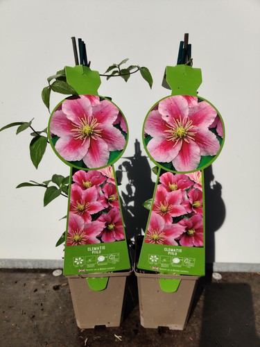 Clematis pilu 9cm - pilu,