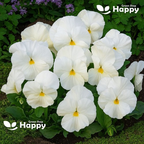 Pansy swiss giant white lady - giant, lady'