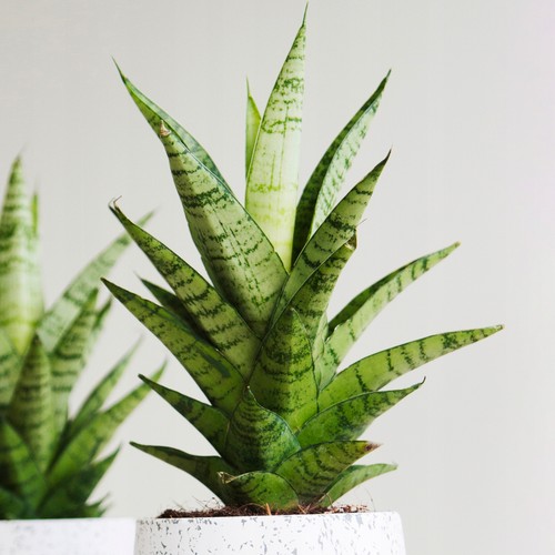 Evergreen sansevieria tough - evergreen,