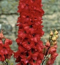 Red King Delphinium 8x Plug