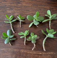 Jade Money Plant Crassula