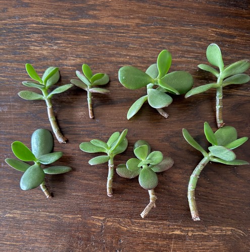 Jade money plant crassula - money,