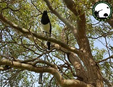 Magpie decoy larson trap - trap,