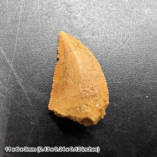 Genuine raptor dinosaur - , tooth