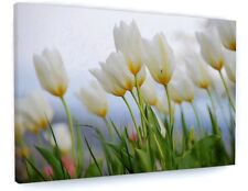WHITE TULIP FLOWER MEADOW CANVAS PICTURE PRINT WALL ART