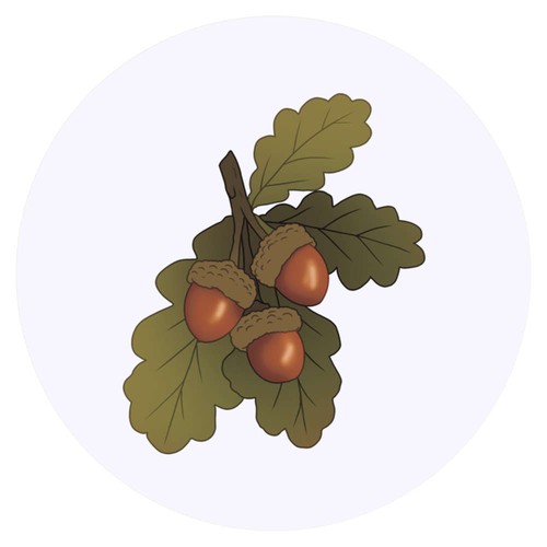 Acorns and oak - 'acorns,