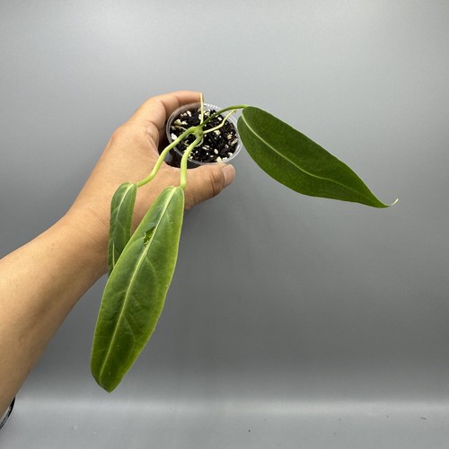 Anthurium warocqueanum queen - anthurium,