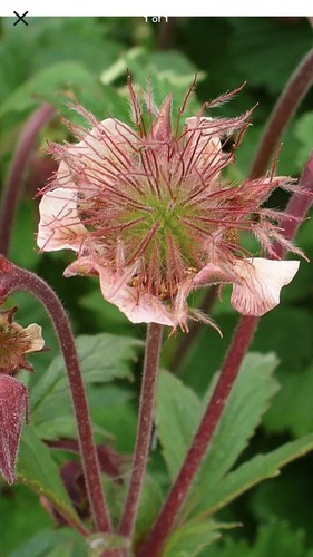 Garden cottage geum rivale - cottage,