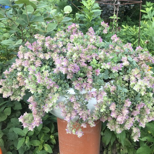 Origanum bellissimo hanging - origanum,