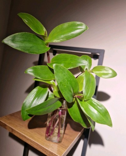 Tradescantia green - tradescantia, 💚green