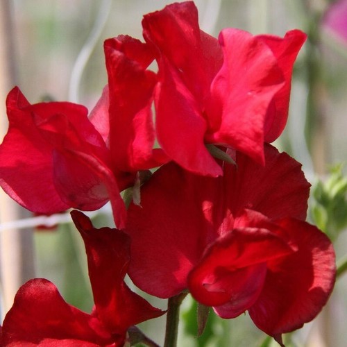 Mammoth scarlet sweet - mammoth, pea