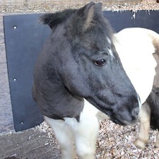 Stable wall mat eva 6x4ft - wall,