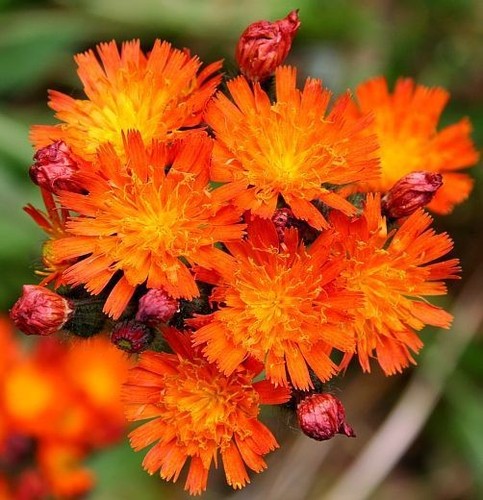Pilosella aurantiaca fox and - pilosella,