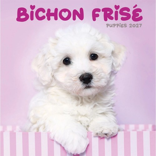 Bichon frisé puppies mini - bichon,