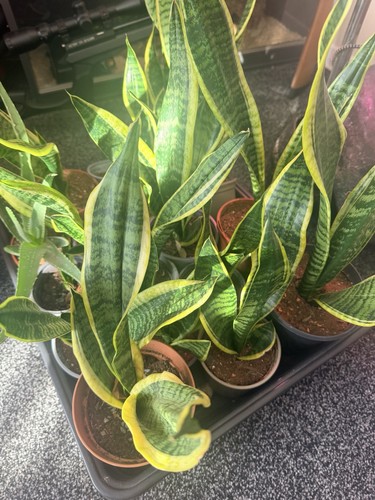 Sanserveria snake plant mother - snake,