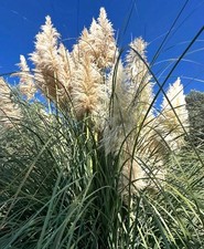 Cortaderia selloana 75-130cm |