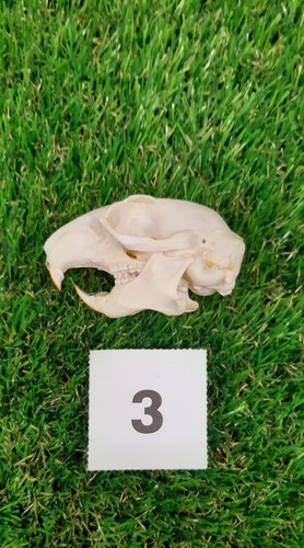 Genuine grey squirrel skull - genuine,