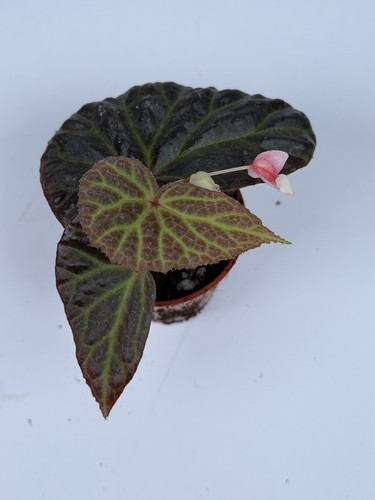 Begonia dracopelta - dracopelta, x