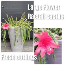 5 Rat Tail cactus Aporocactus malisonii unrooted cuttings 5cm long 