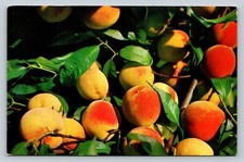 Sunripe Georgia Peaches From The Orchard VINTAGE Postcard