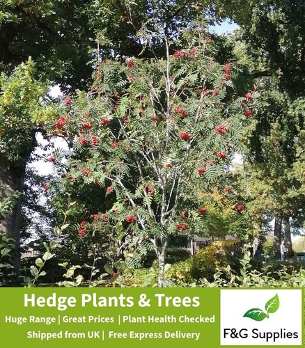 Rowan sorbus acuparia - acuparia, native