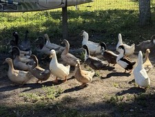 Duck incubator Hatching Eggs