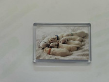 Puppies Sleeping, Stunning