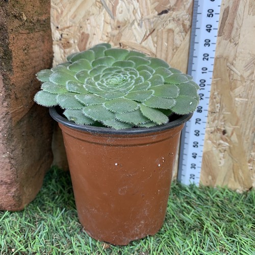 Aeonium tabuliforme - 1,