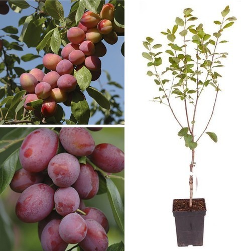 Big juicy victoria - plum, tree
