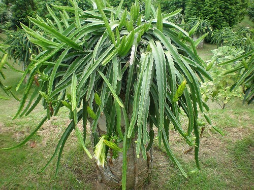 Pitaya cuttings colors - 3,