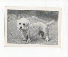 CANDY NOVELTY TRADE CARD DOG