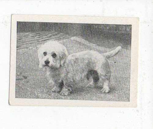 Candy novelty trade card - novelty,