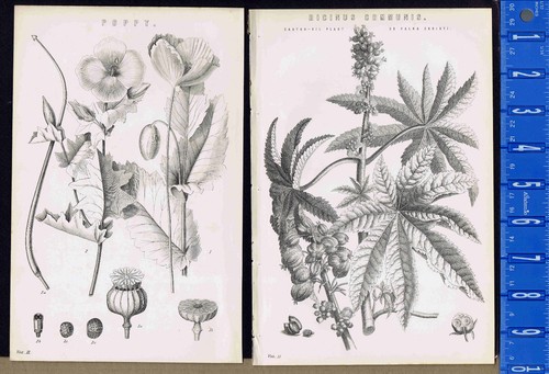 Botanicals poppy flower - botanicals:, &