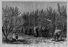 PEACH ORCHARD PICKING PEACHES