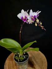 Mini Phalaenopsis Pink Lip. 1
