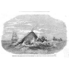 Destruction by a Sperm Whale of the Lardboat of the Ann Alexander-Old Print 1851