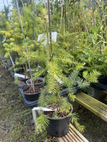Douglas fir tree - tree,