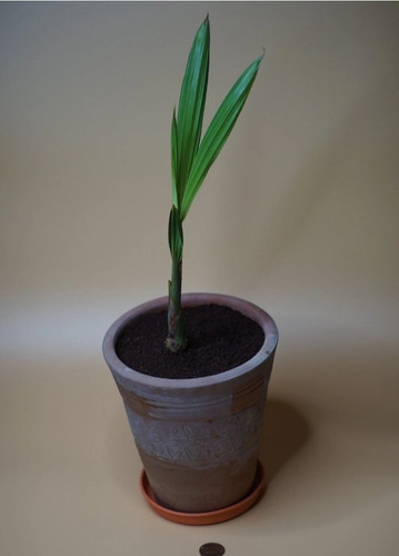 Home grown coconut palm - grown, tree