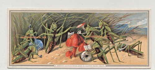 Rue cricket insect - cricket,