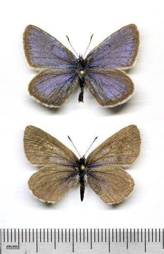 Ly1009 phengaris - phengaris, (maculinea)