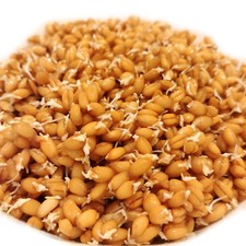 1kg Organic Raw Wheat Berries